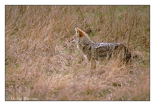 Photo of Canis latrans by <a href="http://www.blevinsphoto.com/contact.htm">David Blevins</a>